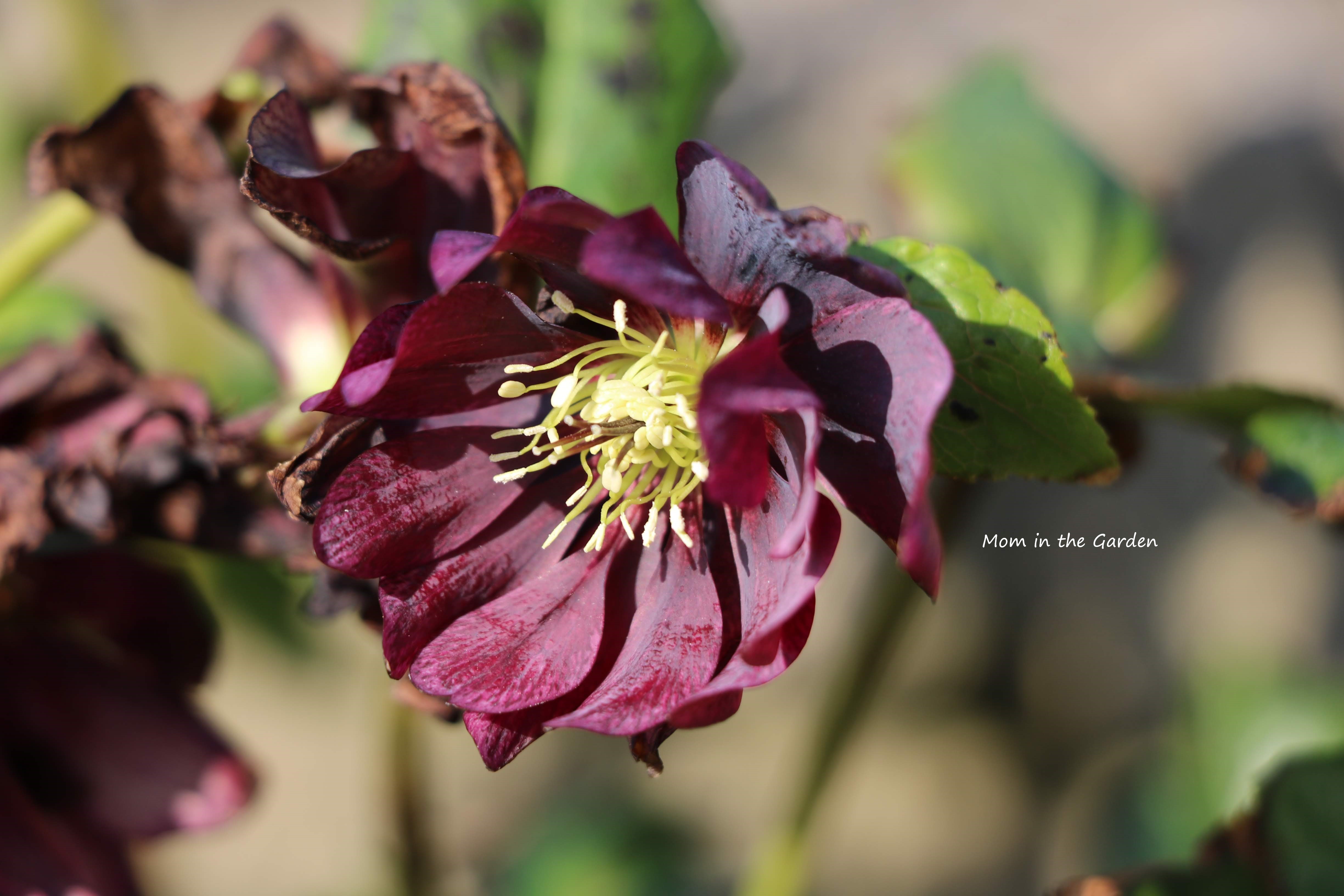 hellebore double ellen red