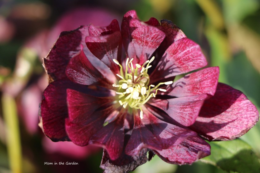 helleborus orientalis double ellen red