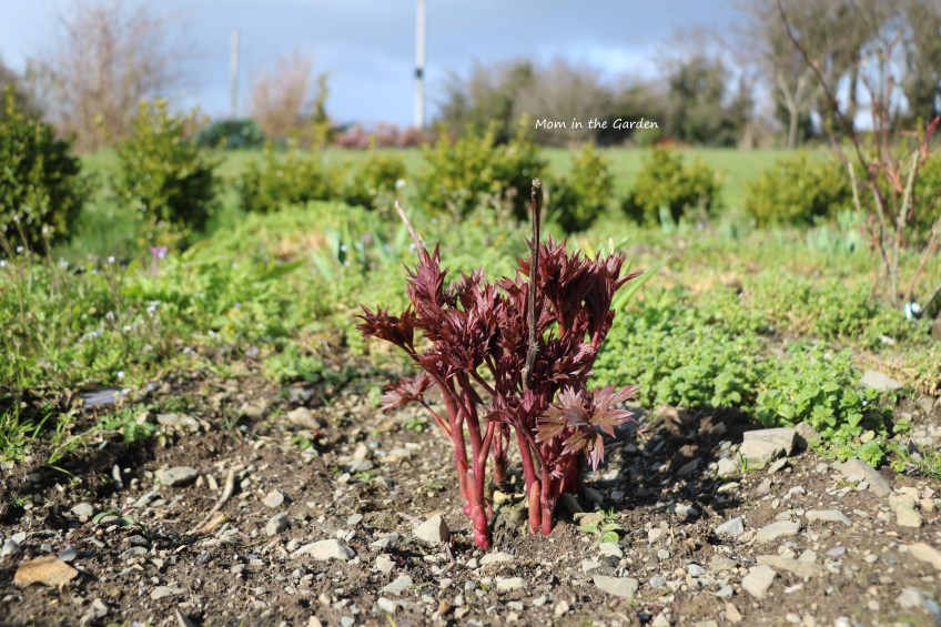 Itoh Hybrid Peony ‘Hillary’