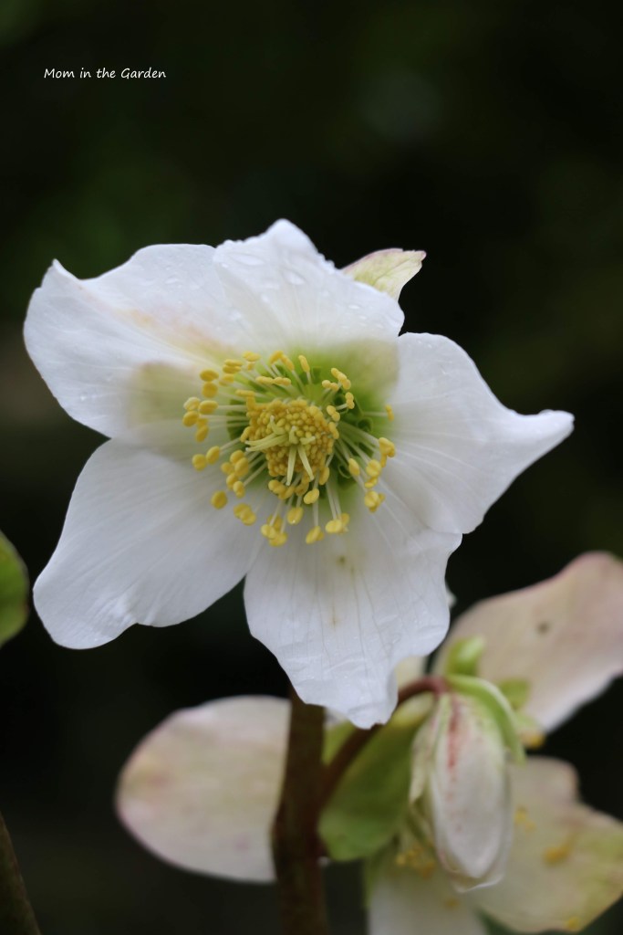 Pure white hellebore after rain