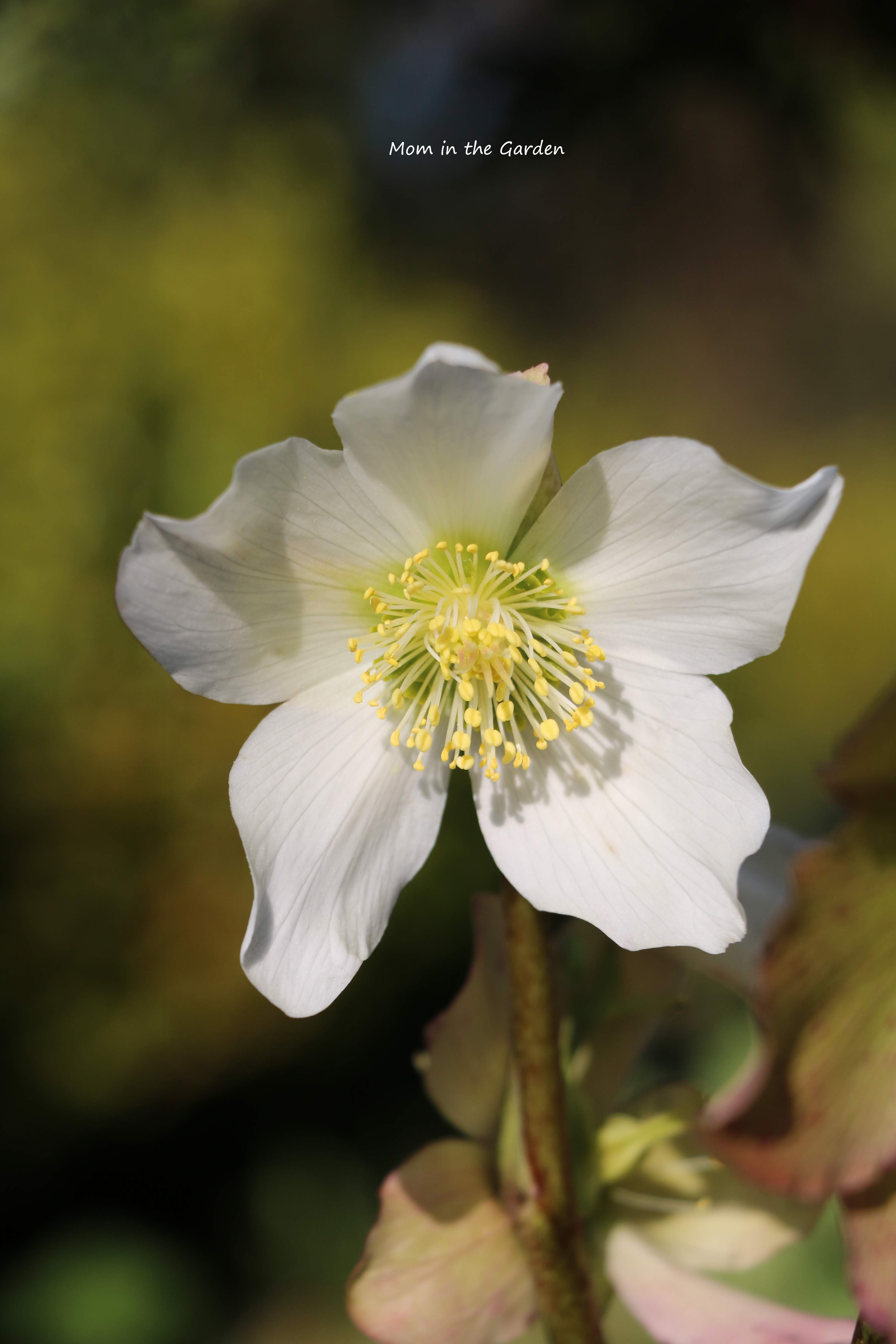 Pure white hellebore in sunshine