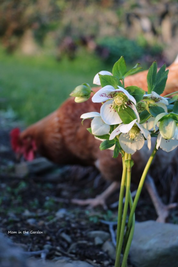 White speckled hellebore with chicken