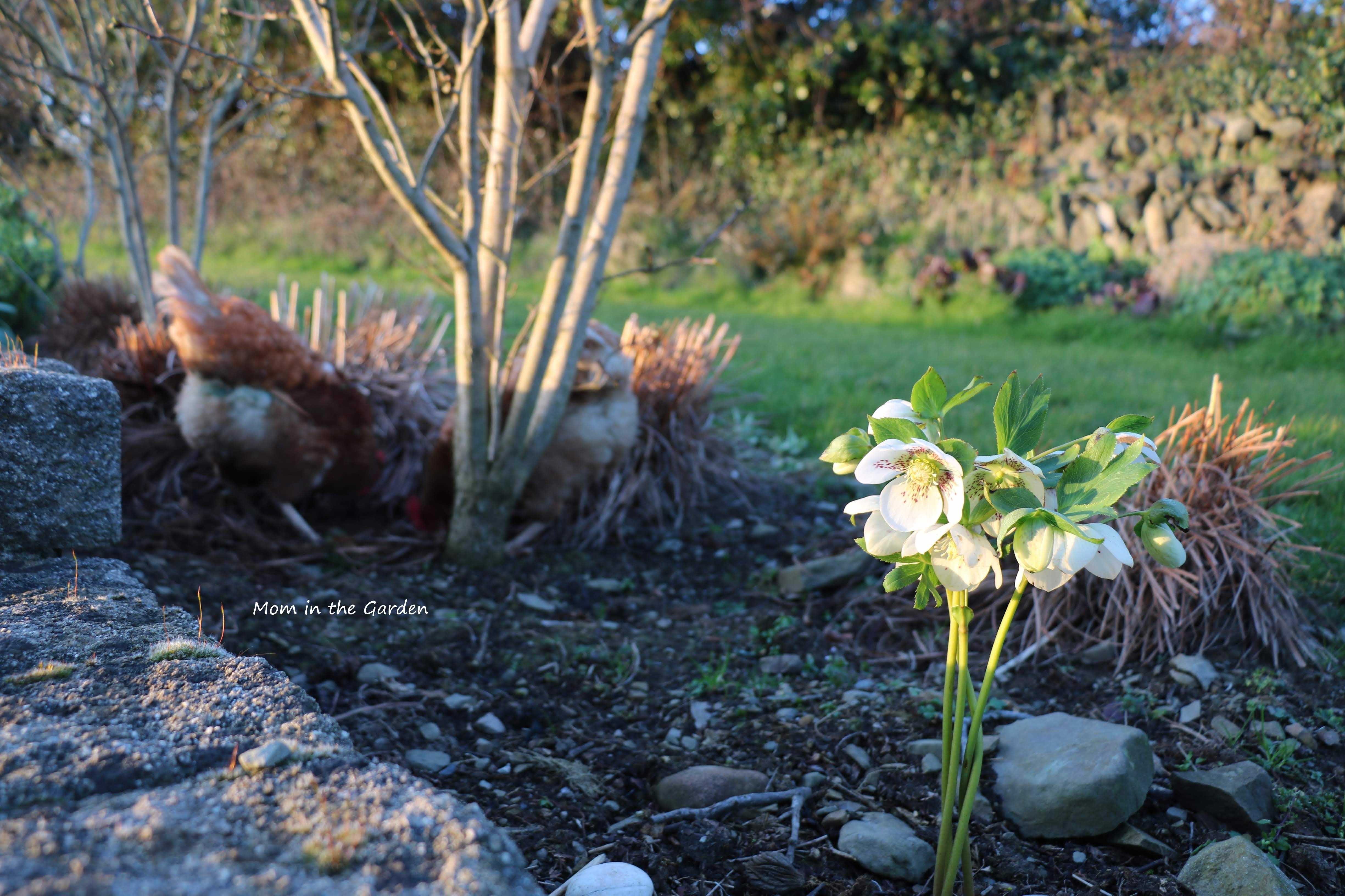 white speckled hellebore with chickens