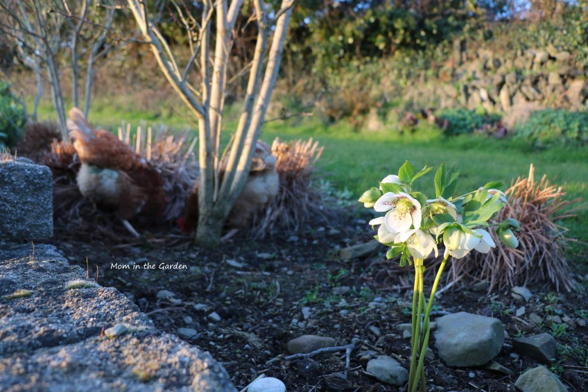 white speckled hellebore with chickens