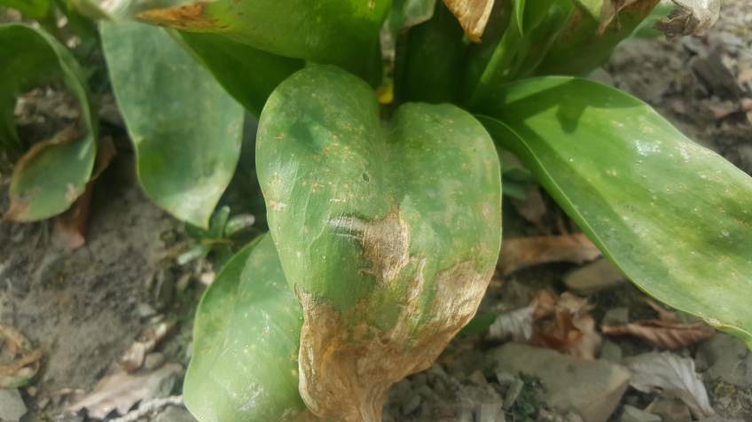 leaves with tulip fire fungus