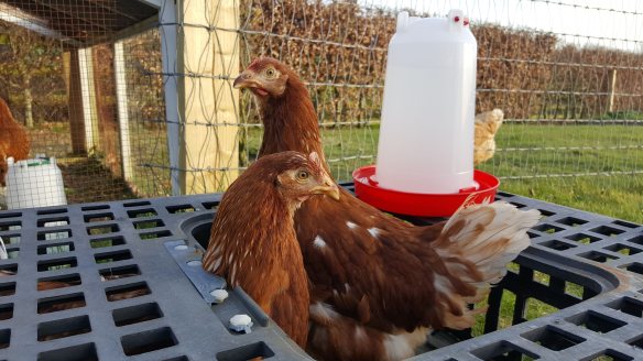 chickens in crate