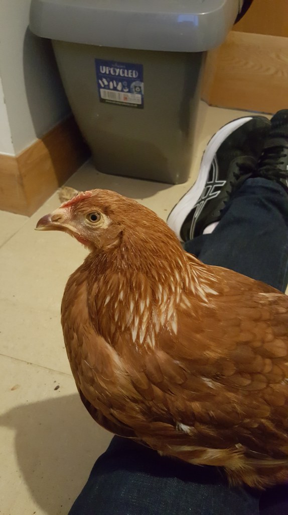 chicken sitting on my lap
