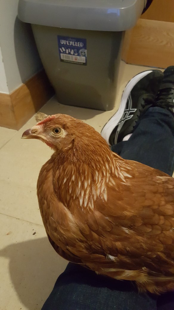 chicken sitting on my lap