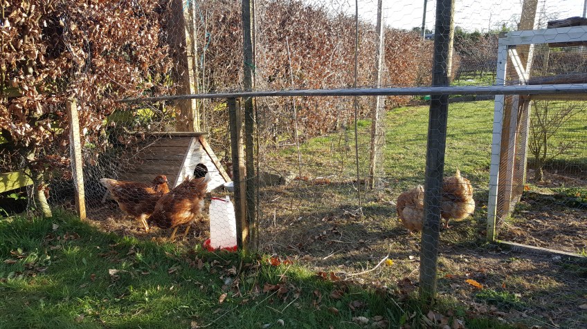 chickens in their run