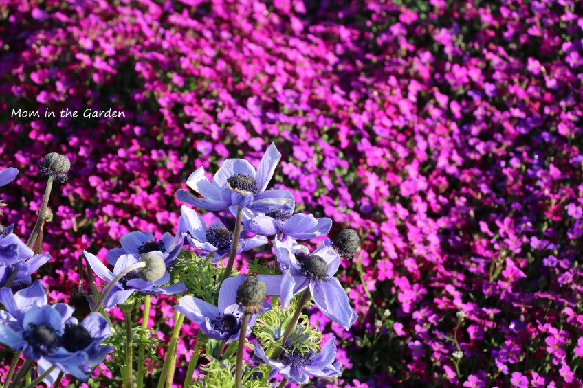 aubrieta and anemone