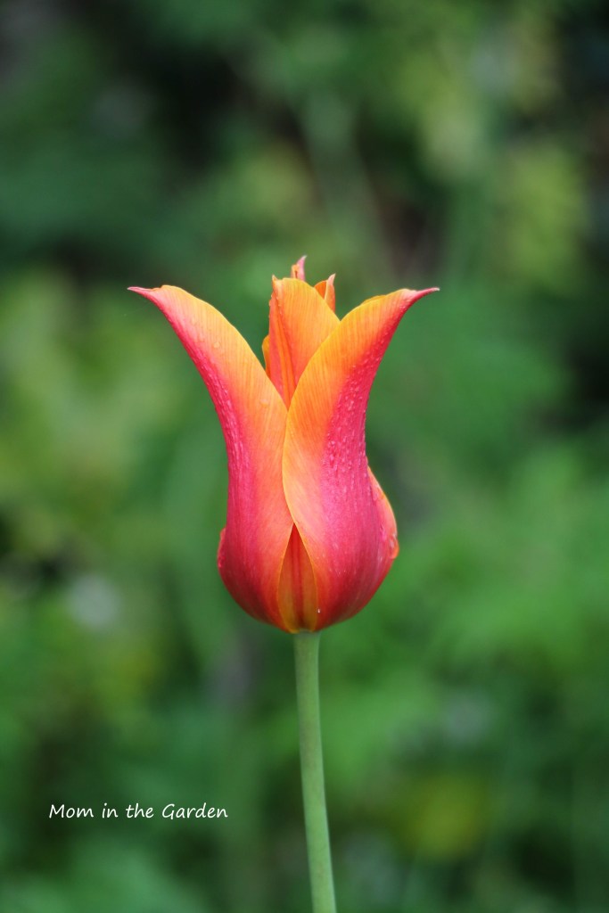 Ballerina tulip single no sun