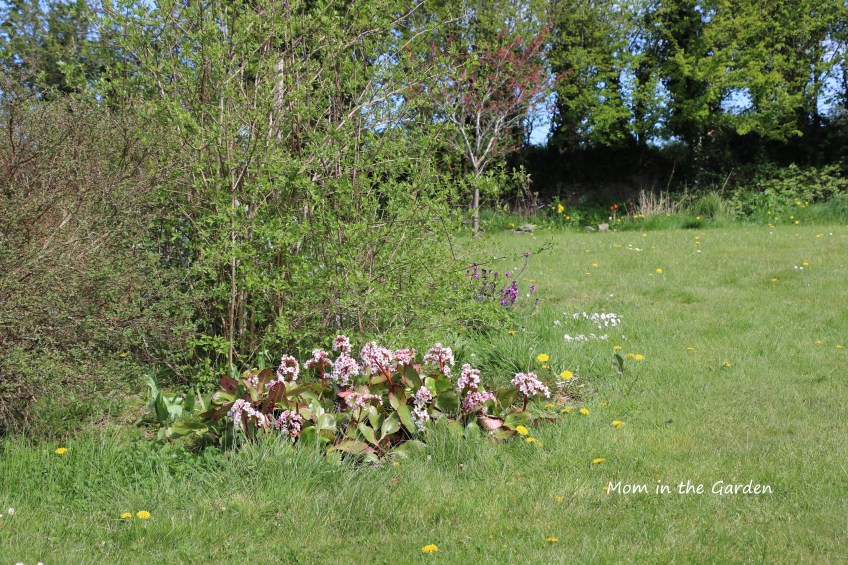 Bergenia White full view