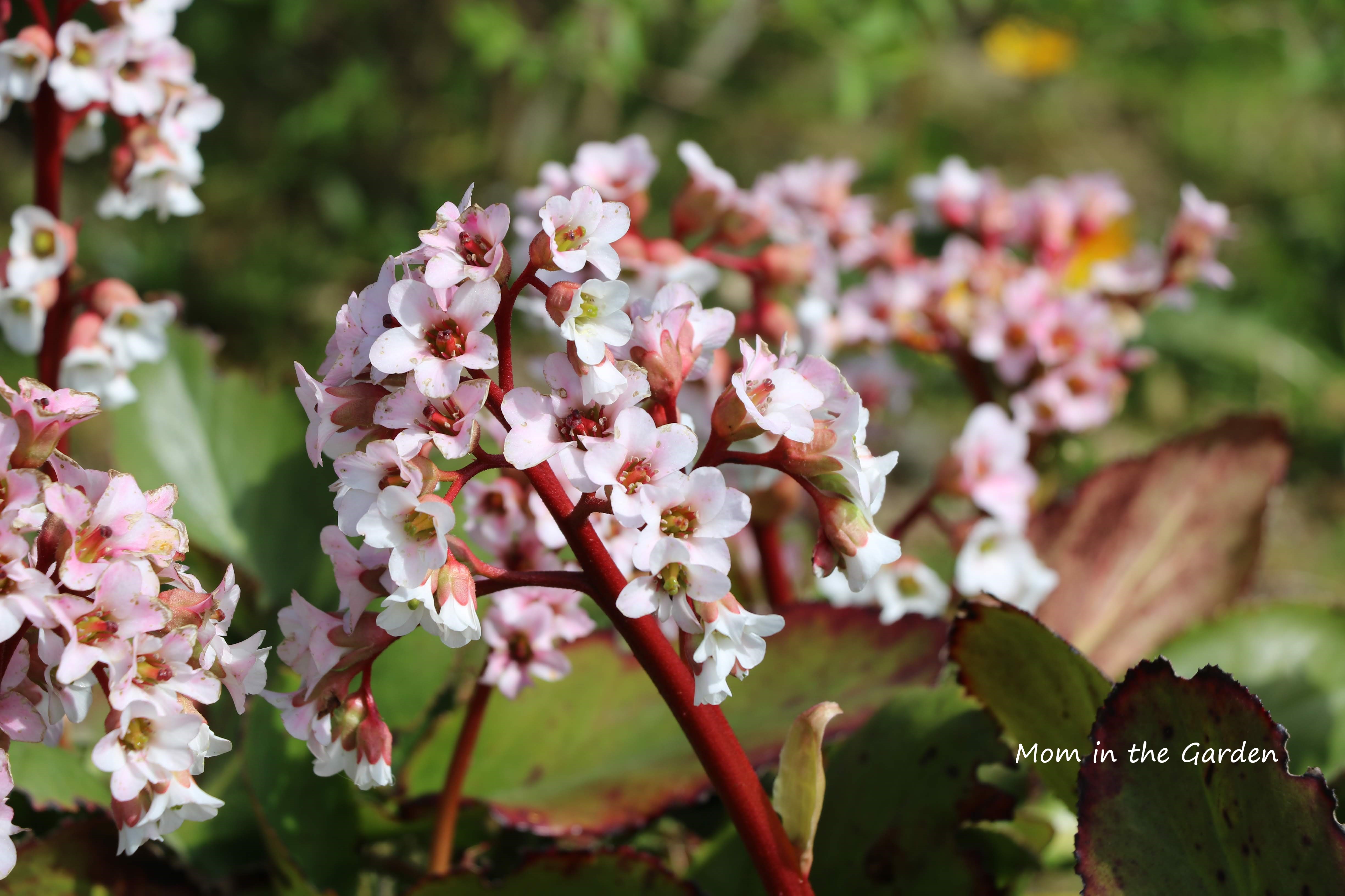 Bergenia White