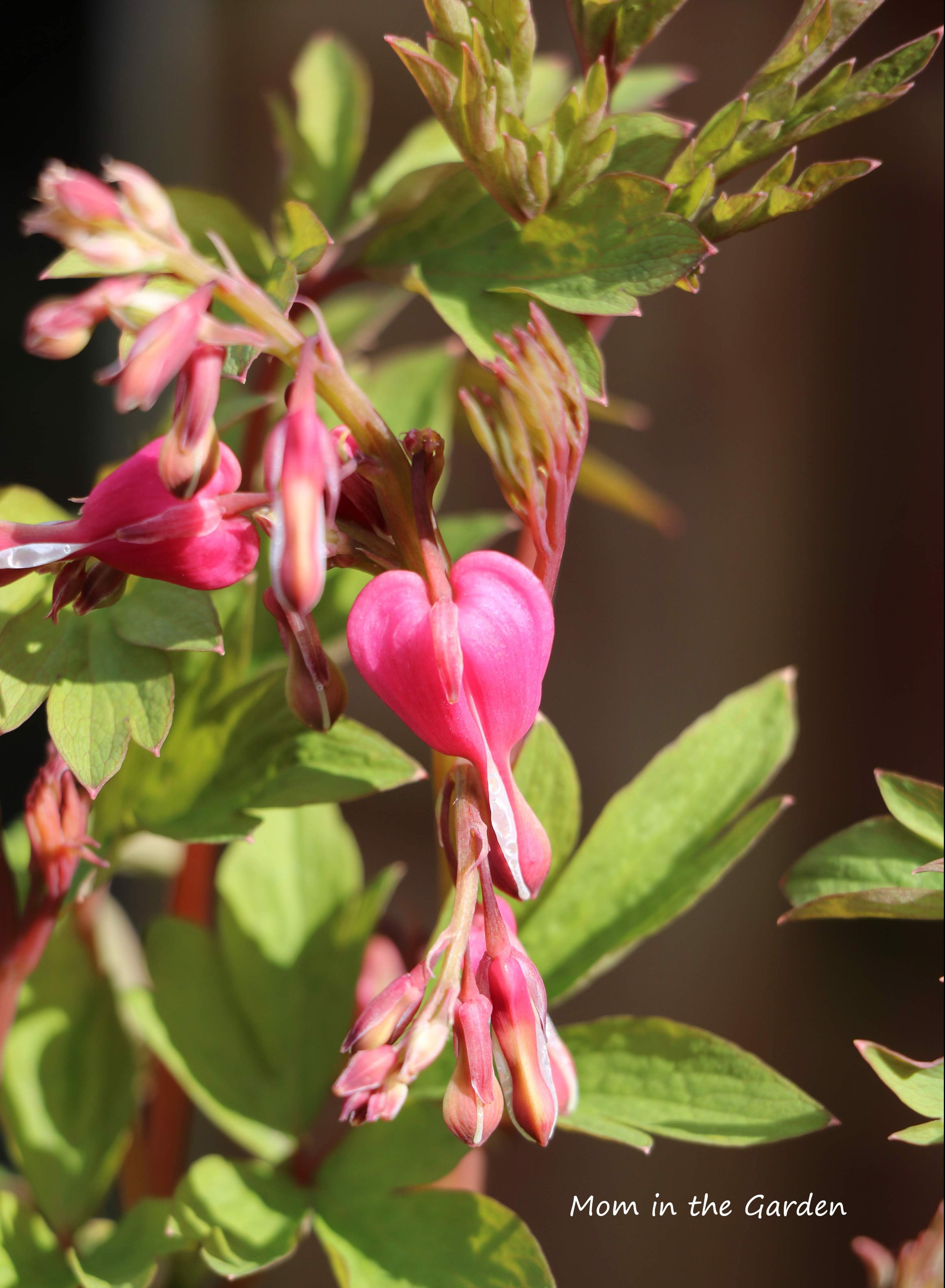Bleeding Heart - Dicentra spectabilis