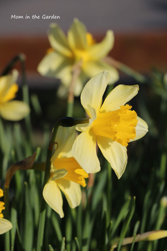 daffodil side profile