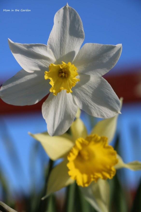 daffodils