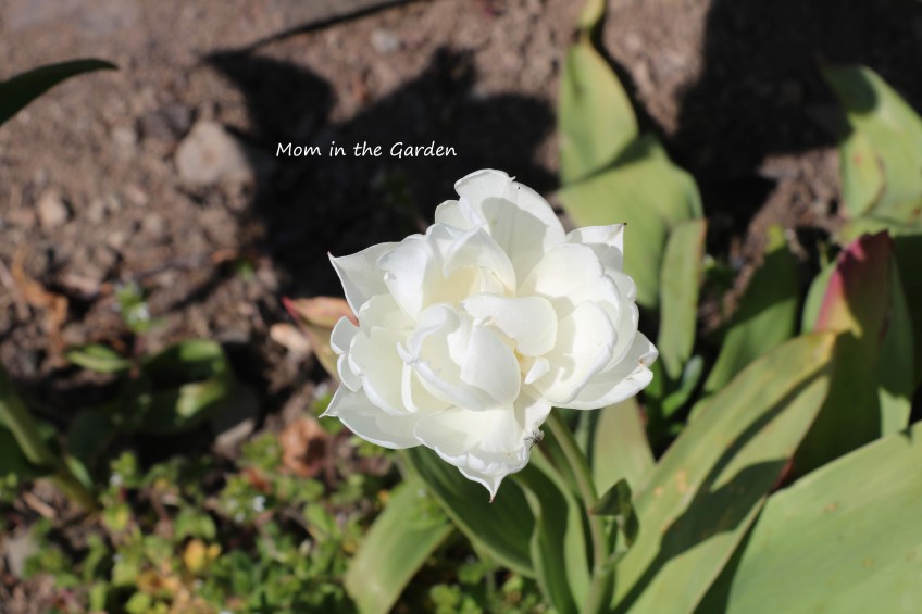 Double late Mount Tacoma tulip