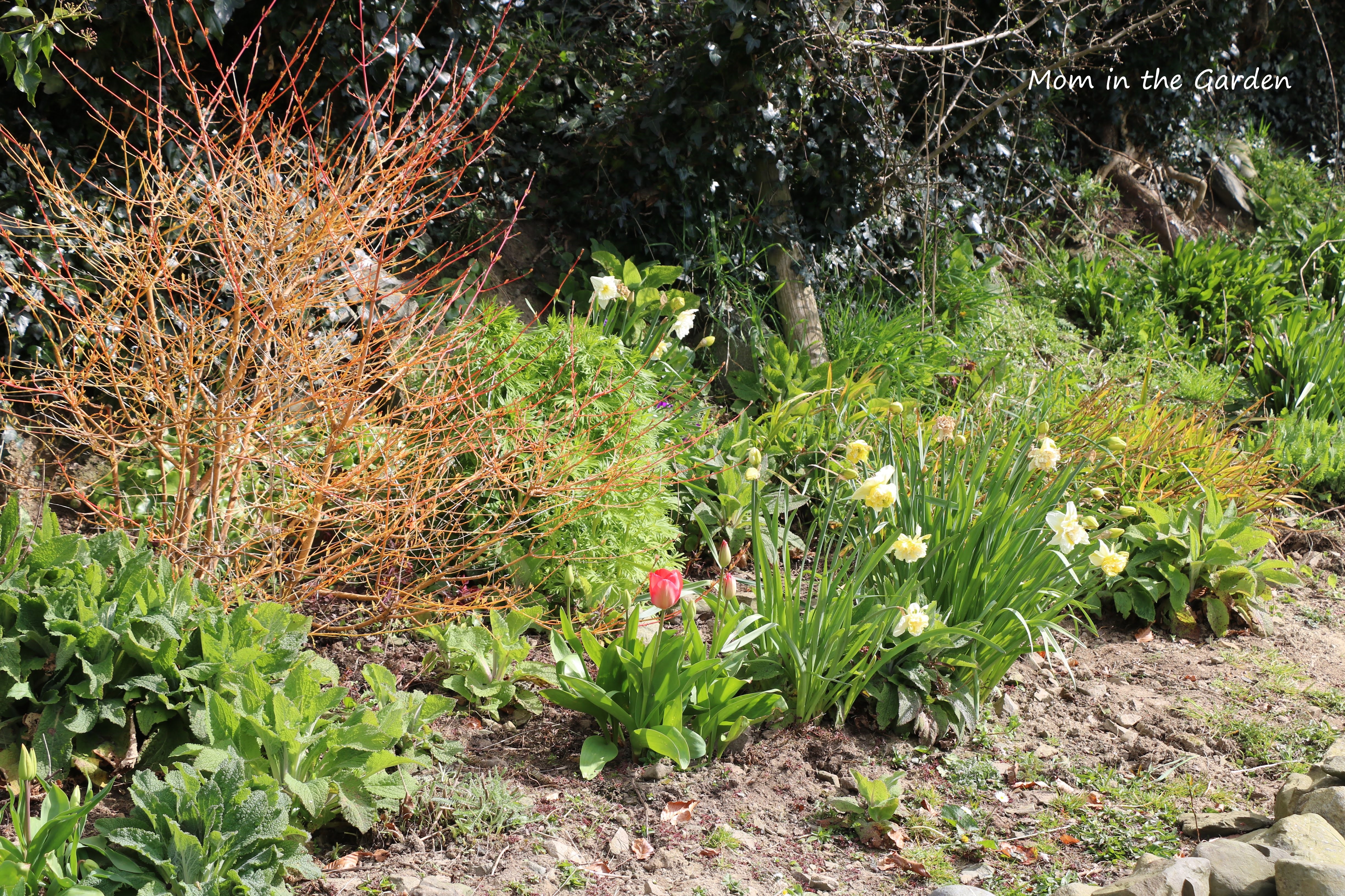 early spring ditch wall garden