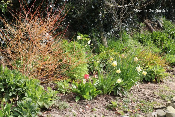 early spring ditch wall garden
