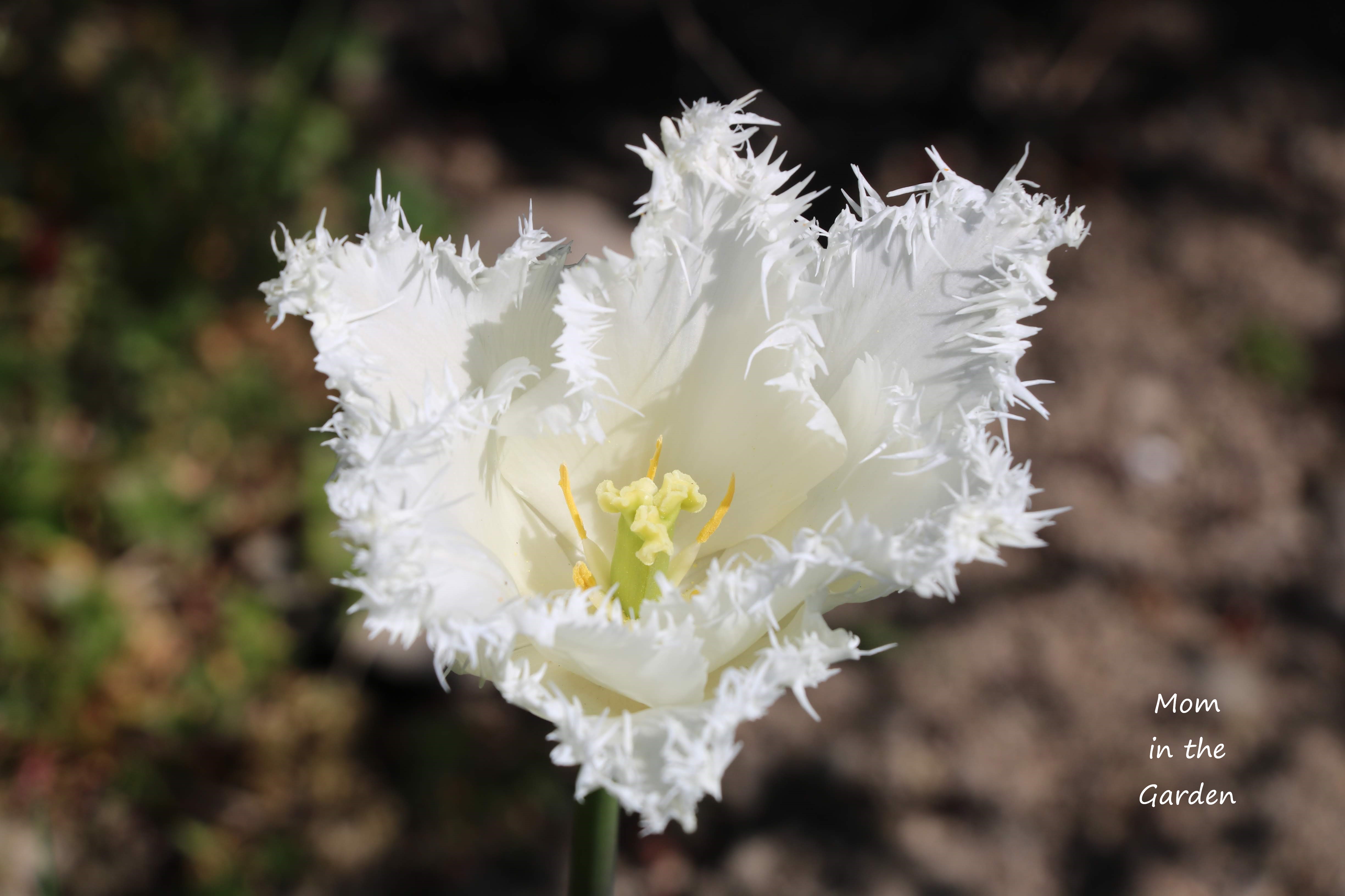 Fringed tulip swan wings side and inside