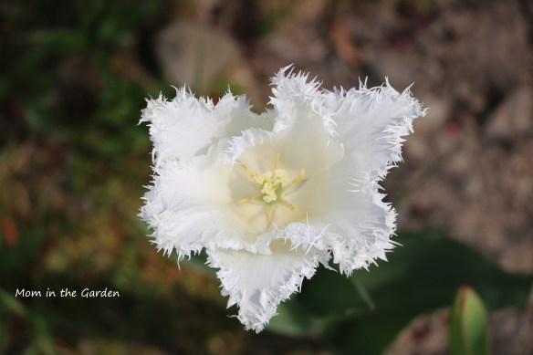 Fringed tulip swan wings