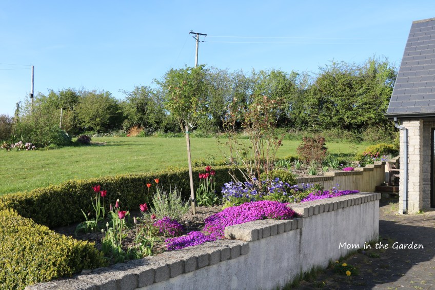 Full view of aubrieta and garden
