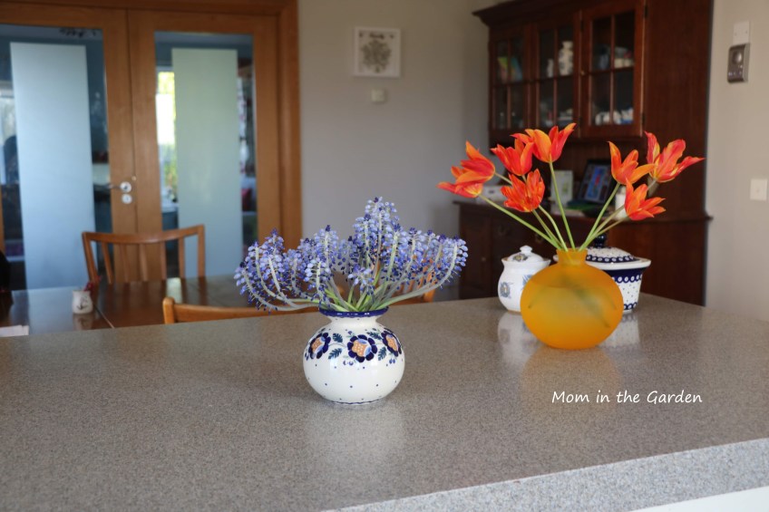 Grape hyacinth in a vase inside