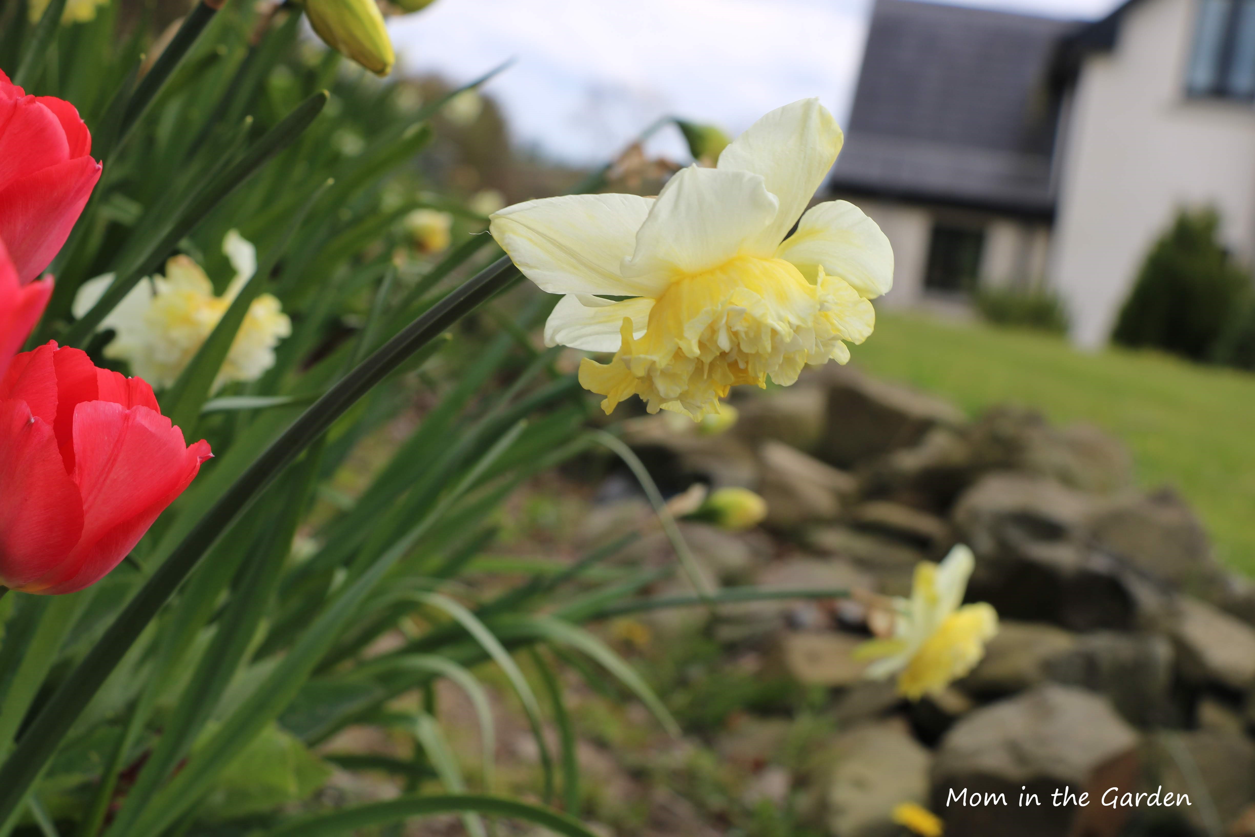ice king daffodils and red tulips