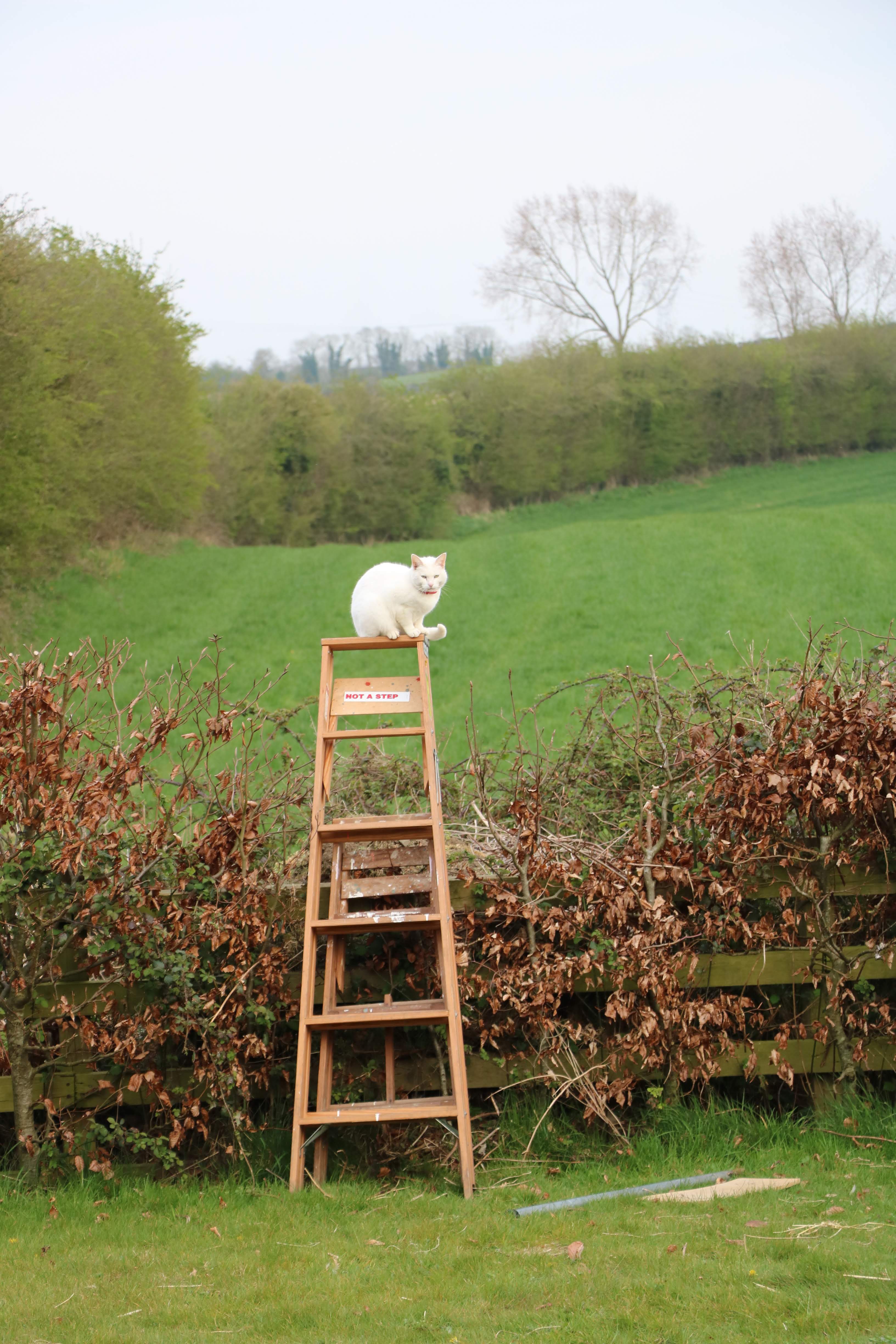 Kitty on top of ladder