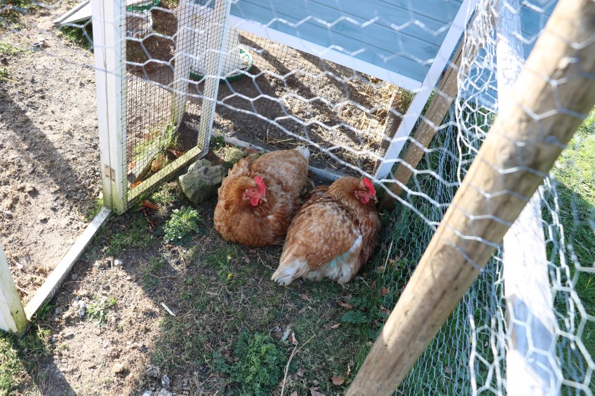 two chickens together