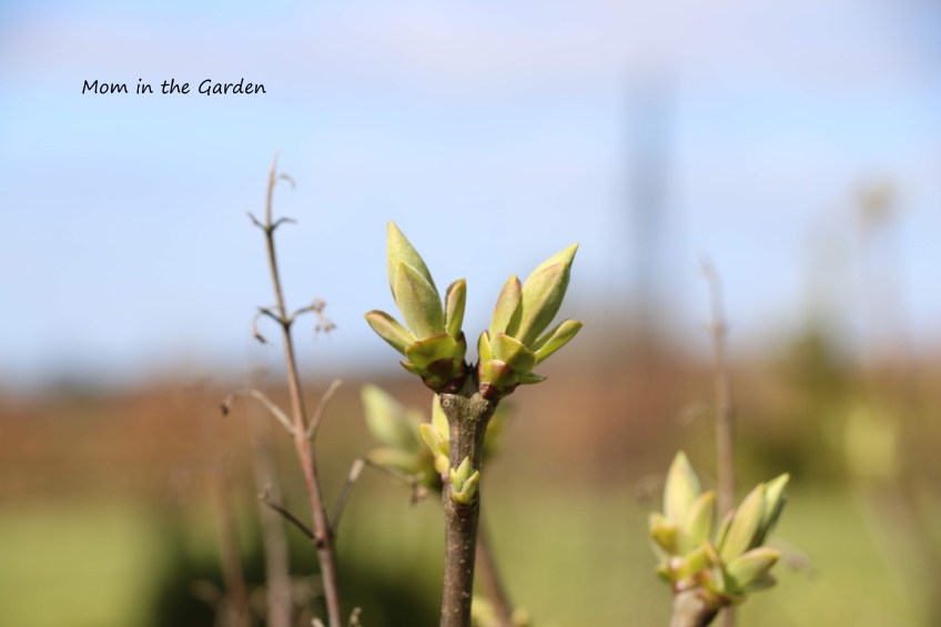 lilac buds