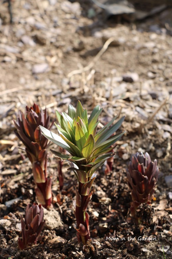 Lilies in April