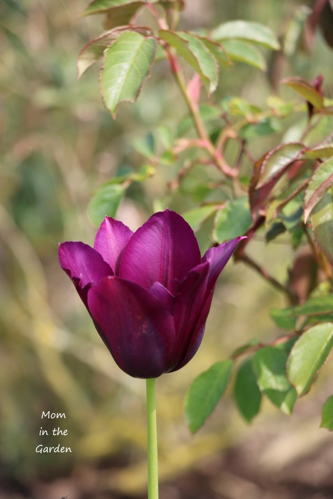 Merlot slightly open