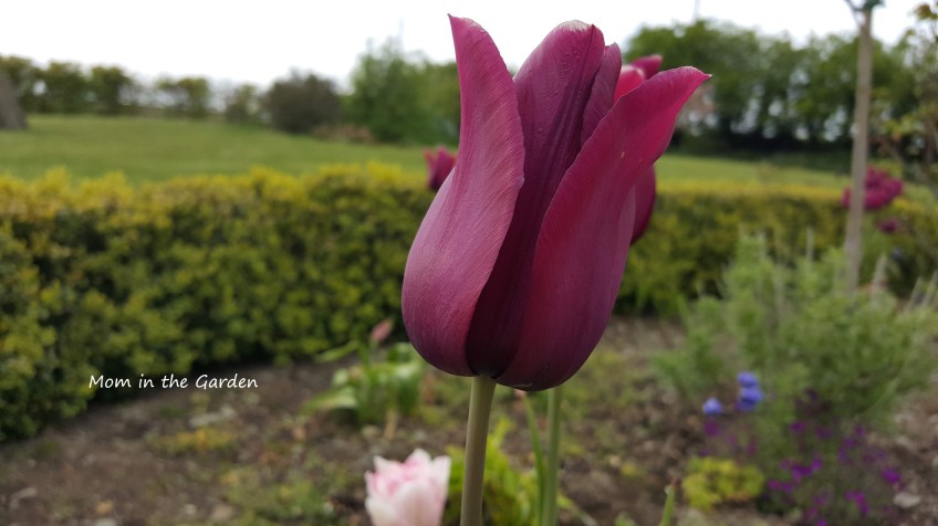 Merlot tulip closeup