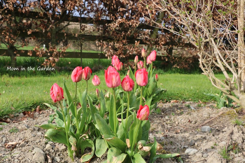 Mystic van Eijk tulips