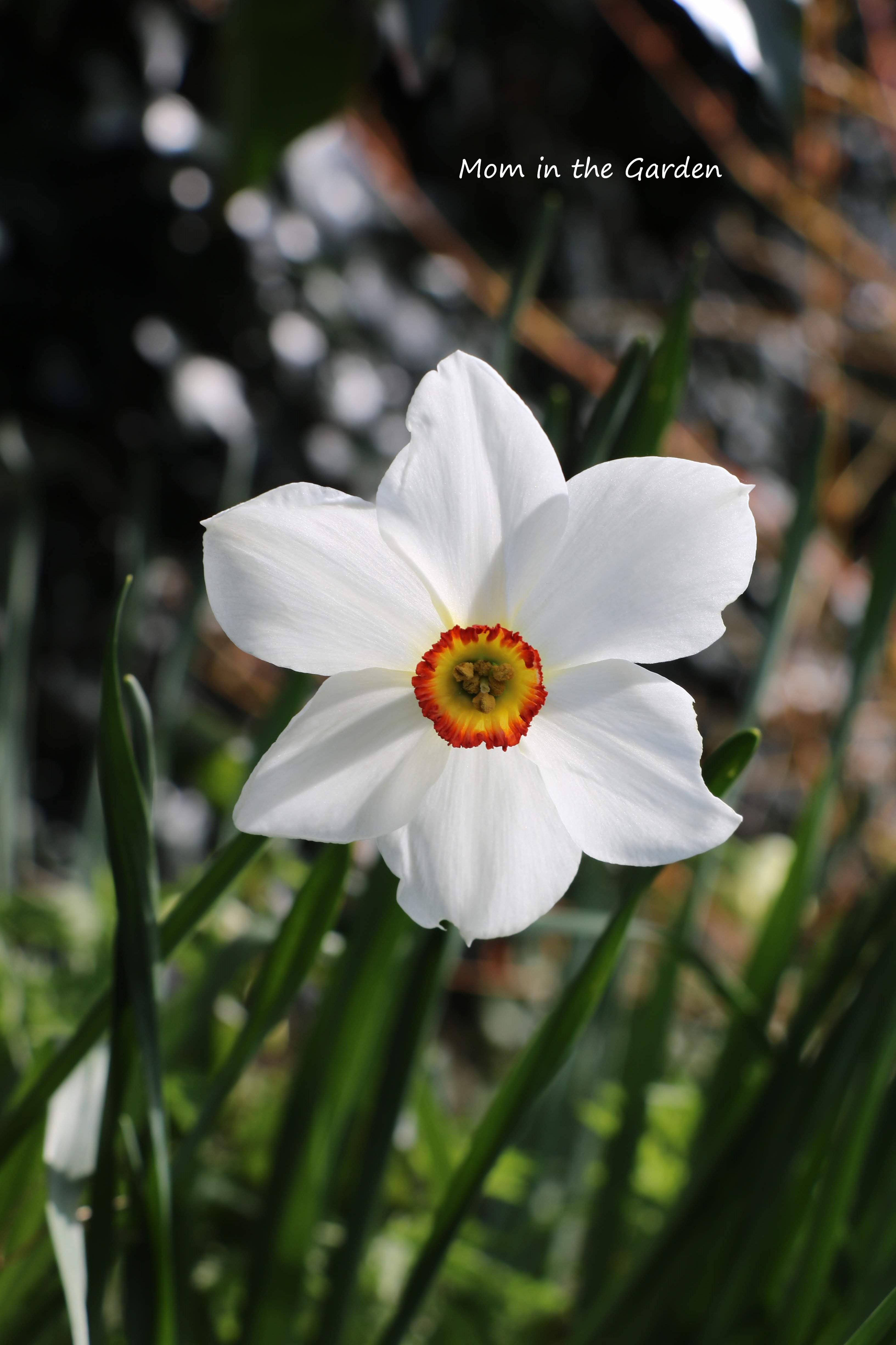 narcissus actea pheasants eye