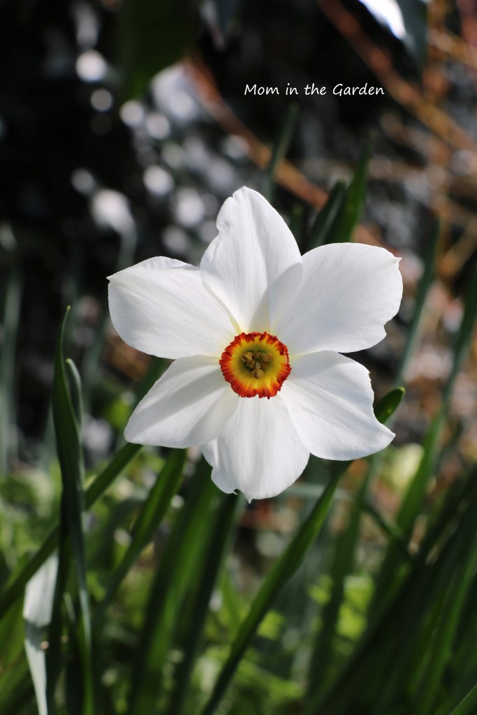 narcissus actea pheasants eye