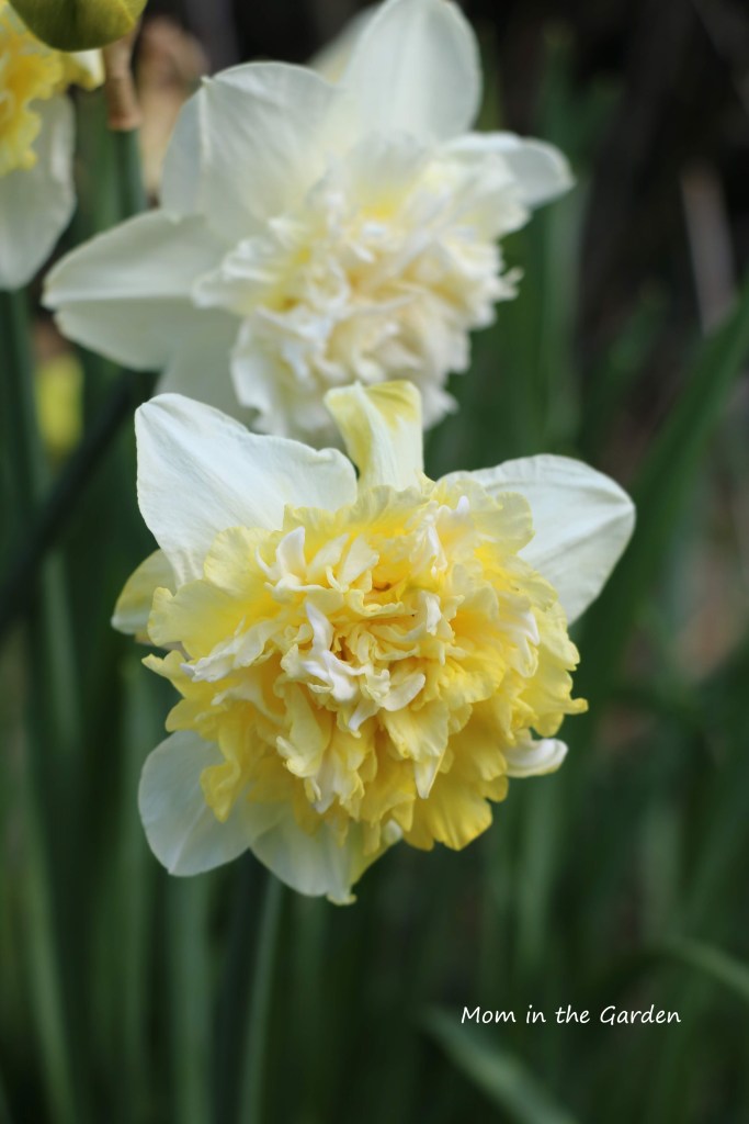 Narcissus Ice King Double Daffodil