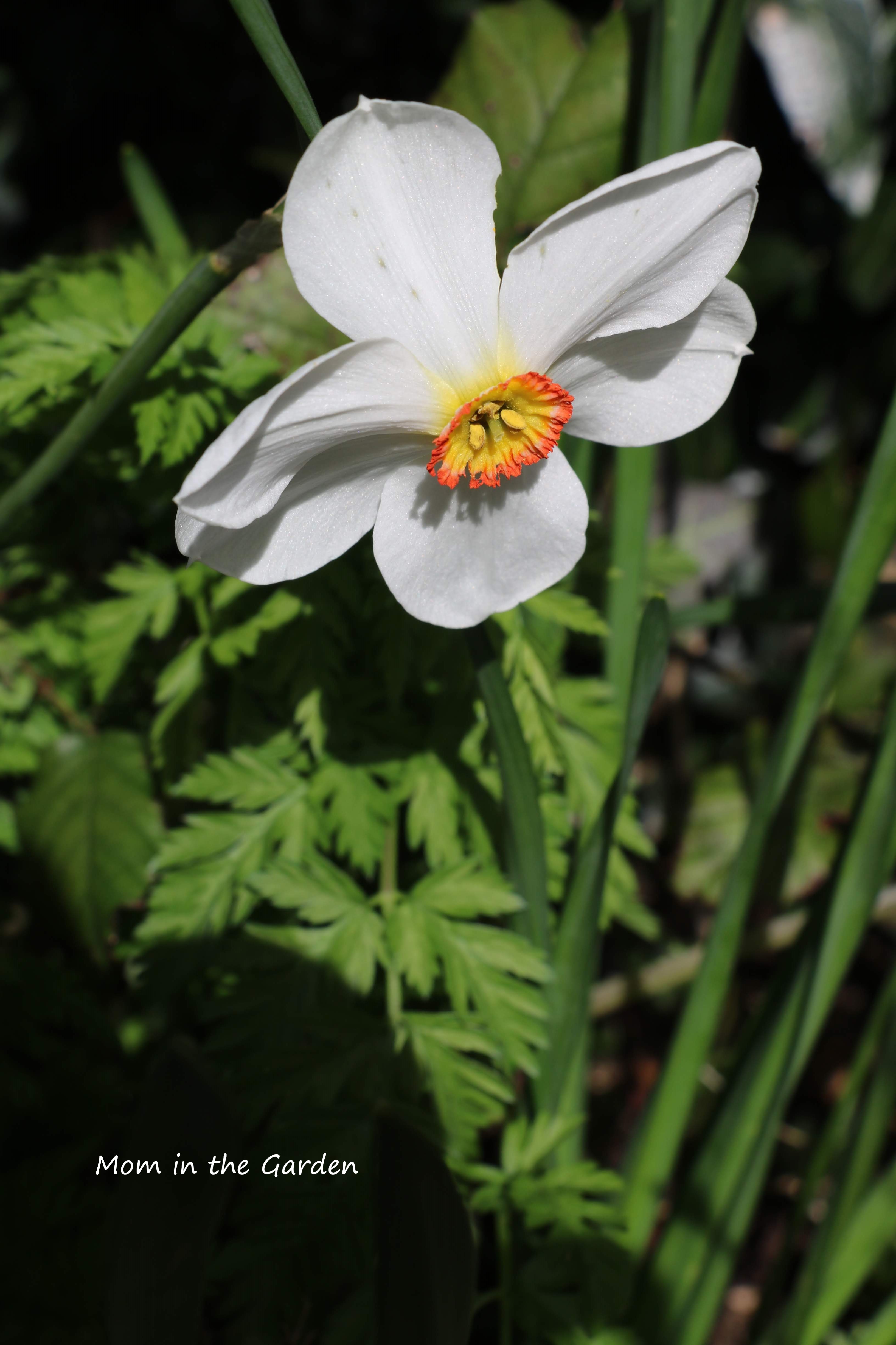 narcissus actea pheasants eye