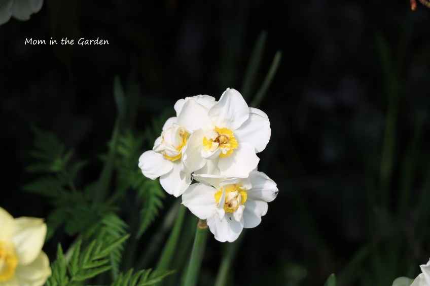 Narcissus Sir Winston Churchill
