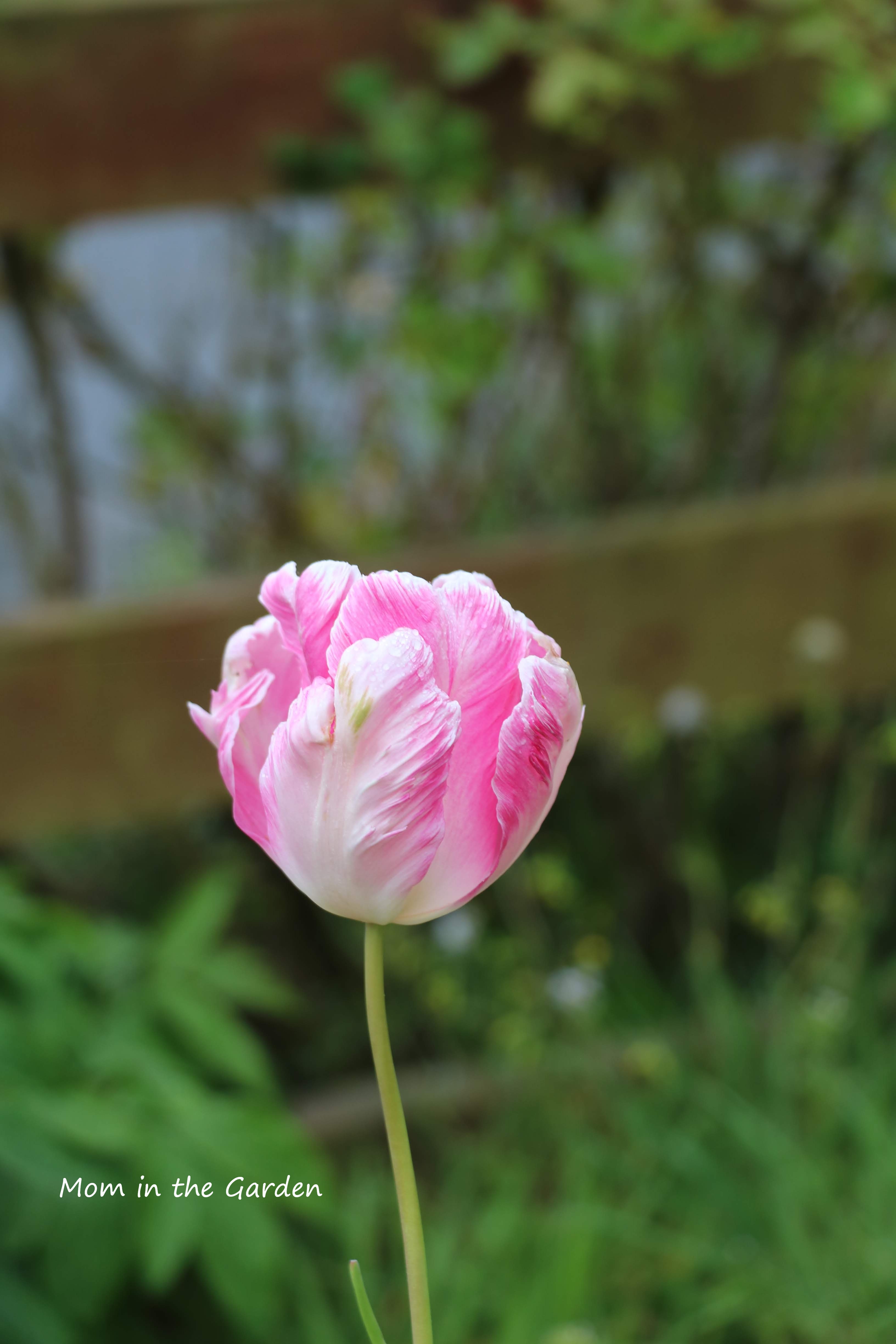 Parrot tulip single no sun