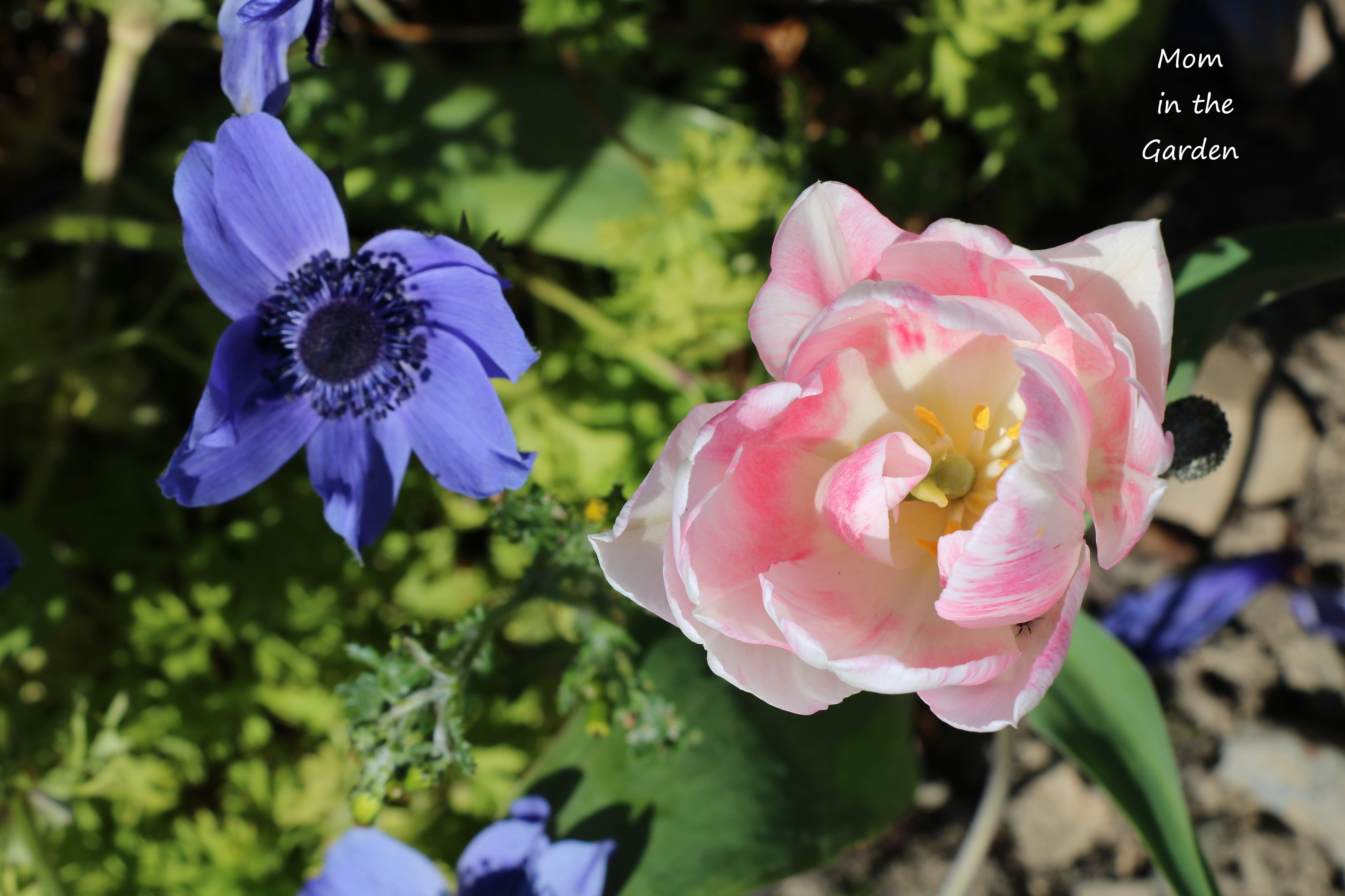 pink and white tulip and anemone