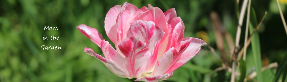 pink and white tulip side view