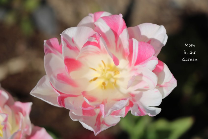 pink and white tulip