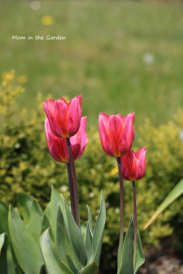 Pretty Princess group of tulips