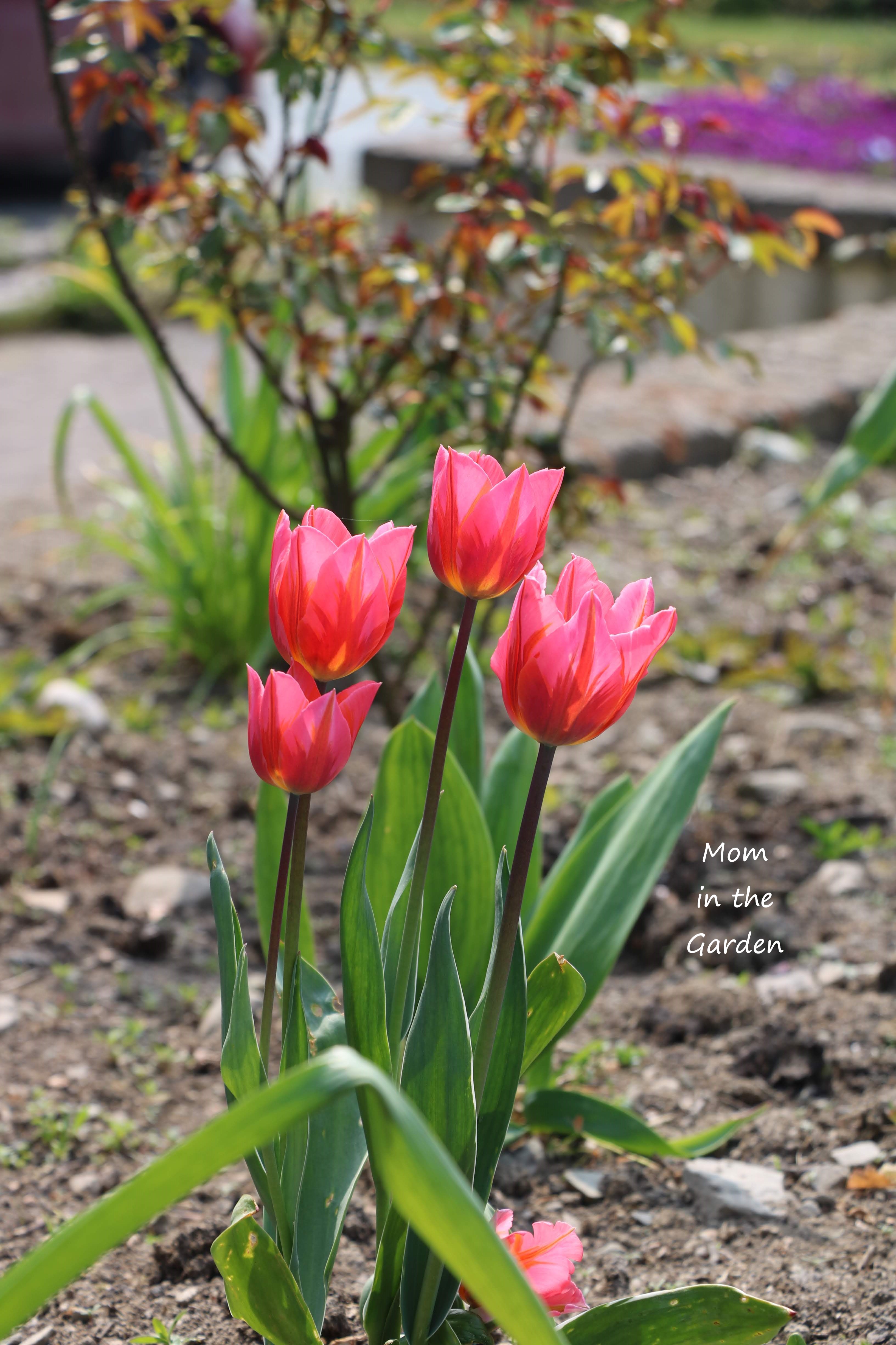 Pretty Princess tulips facing sun