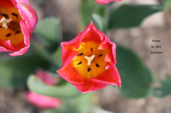 Pretty Princess upclose