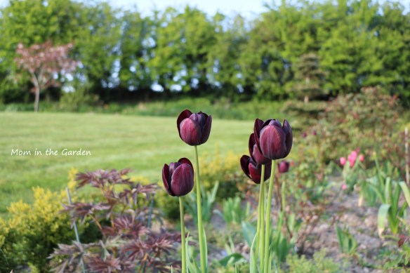 Queen of the night group April 2020