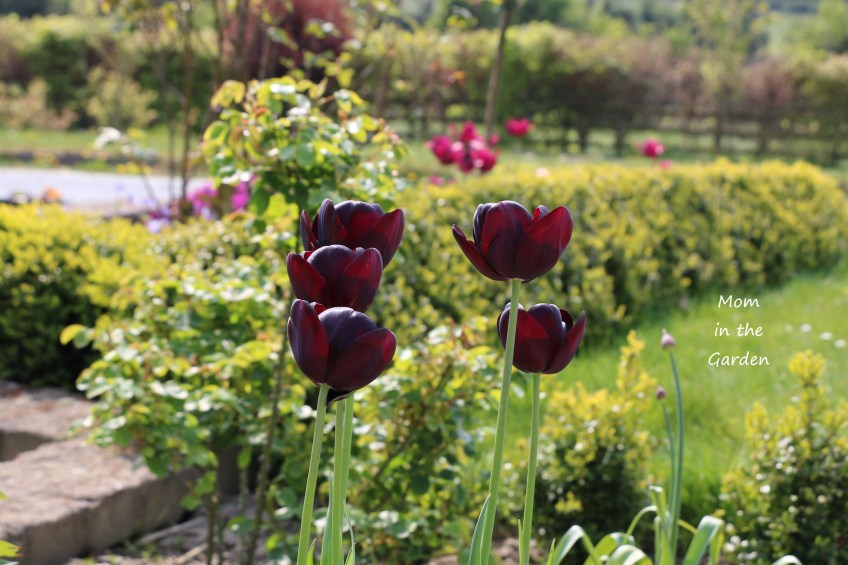Queen of the night through sunlight
