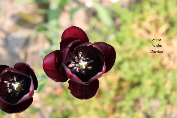 Queen of the night upclose